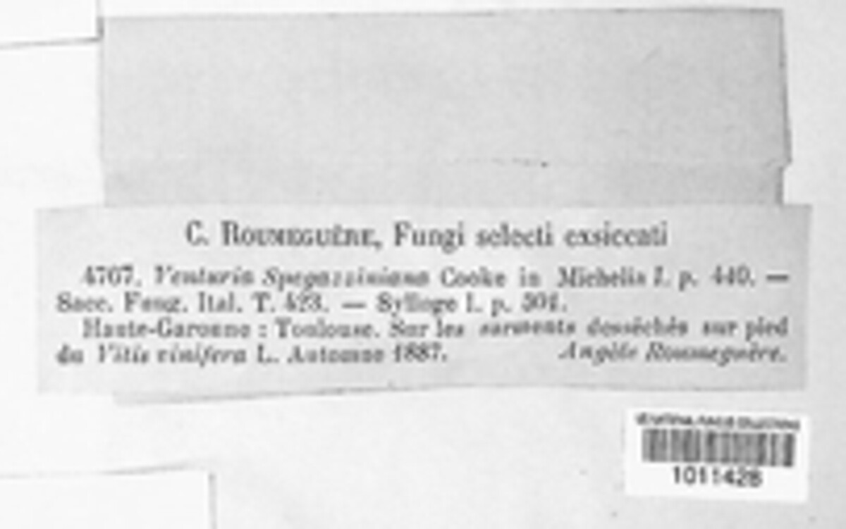 Niesslia spegazziniana image